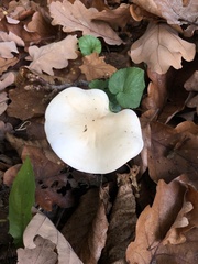 Infundibulicybe geotropa