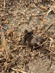 Hemipenthes differens