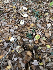 Infundibulicybe geotropa