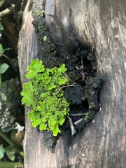 Lobariaceae