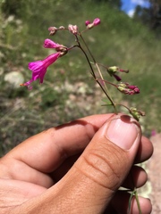 Mirabilis coccinea