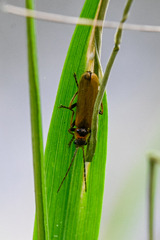 Cantharis figurata