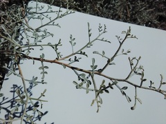 Psorothamnus arborescens
