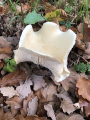 Infundibulicybe geotropa