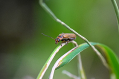 Cantharis figurata