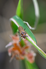 Cantharis figurata