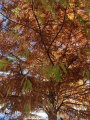 Taxodium