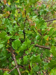 Quercus sinuata breviloba