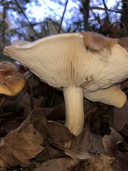 Infundibulicybe geotropa