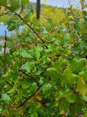 Quercus sinuata breviloba