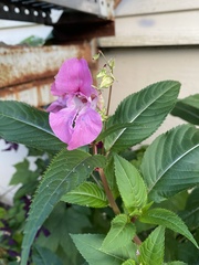 Impatiens glandulifera