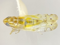 Alconeura lappa