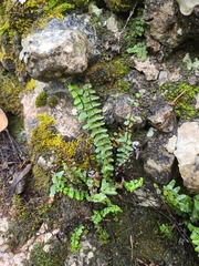 Asplenium resiliens