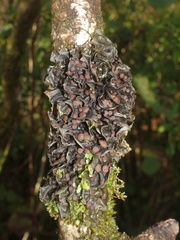 Leptogium cochleatum