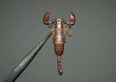 Euscorpius