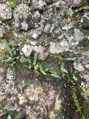 Asplenium resiliens