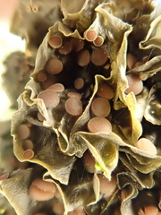 Leptogium cochleatum
