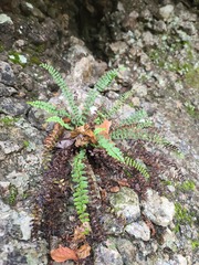 Asplenium resiliens