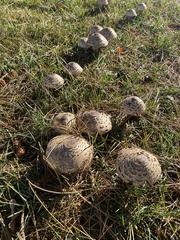 Rhacodium