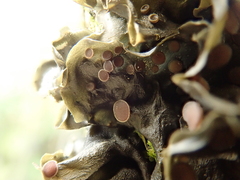 Leptogium cochleatum