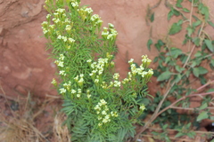 Tagetes minuta