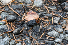 Oiceoptoma thoracicum