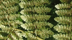 Dryopteris azorica