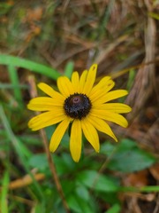 Rudbeckia fulgida