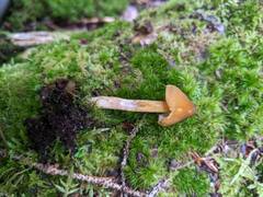 Entoloma luteum