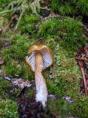 Entoloma luteum