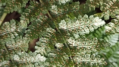 Dryopteris azorica