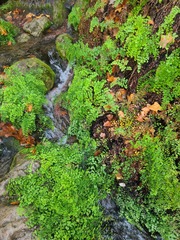 Adiantum capillus-veneris