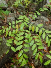 Styphnolobium affine