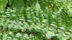 Dryopteris azorica