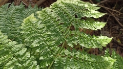 Dryopteris azorica
