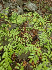 Styphnolobium affine