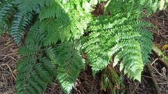 Dryopteris azorica