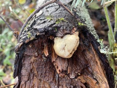 Cryptoporus volvatus