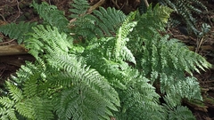 Dryopteris azorica