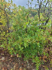 Quercus sinuata breviloba