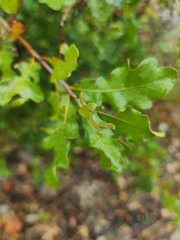 Quercus sinuata breviloba