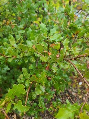 Quercus sinuata breviloba
