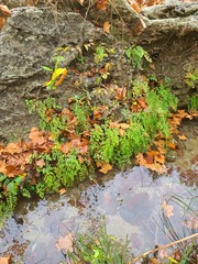 Adiantum capillus-veneris