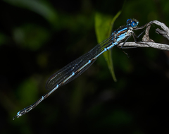 Austrolestes colensonis