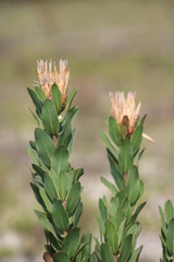Protea compacta