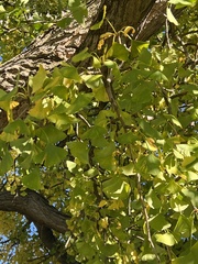 Ginkgo