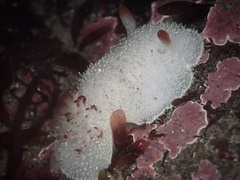 Acanthodoris nanaimoensis