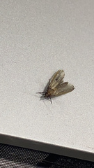 Plodia interpunctella