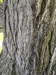 Ginkgo