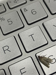 Plodia interpunctella